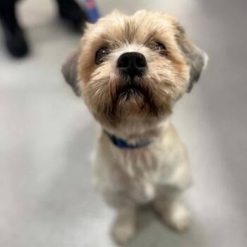 Teddy -  Mixed Breed Dog for Adoption in Hampton Bays, New York - Teddy | PetCurious