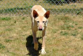 Rescue Mixed Breed Dogs for Adoption in Coupeville, Washington - Tully | PetCurious