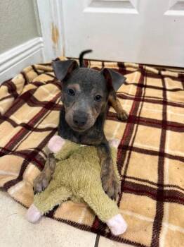 Tadpole -  Chihuahua and Mixed Breed Dog for Adoption in Orlando, Florida - Tadpole | PetCurious