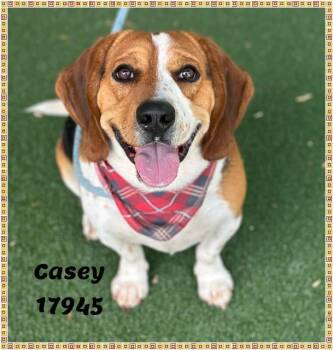 Beagle Dogs Available for Adoption - CASEY | PetCurious