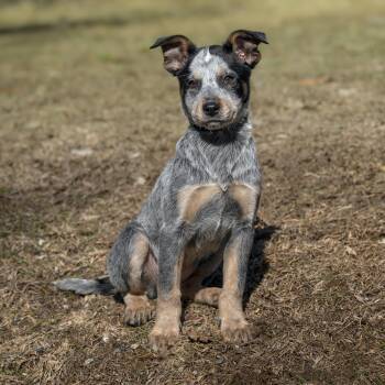 Australian Cattle Dog Blue Heeler Dogs Available for Adoption - Spy | PetCurious