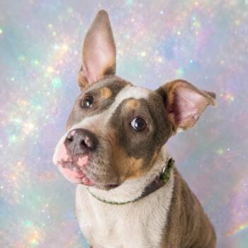 Opal -  Mixed Breed Dog for Adoption in Pulaski, Tennessee - Opal | PetCurious