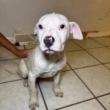 American Staffordshire Terrier Dogs Available for Adoption - Pip Squeak | PetCurious