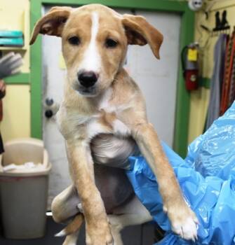 Rescue Terrier and Mixed Breed Dogs for Adoption in Picayune, Mississippi - Mimosa | PetCurious