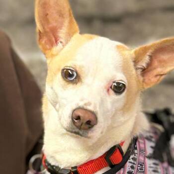 Cattle Dog and Chihuahua Dogs Available for Adoption - Maizie 13812 | PetCurious