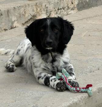 English Setter Dogs Available for Adoption in Chelsea, Michigan - Available For Adoption - Averell (MI, USA) | PetCurious