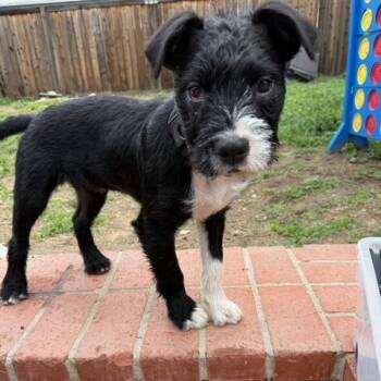 Mixed Breed Dogs Available for Adoption - Rocket | PetCurious