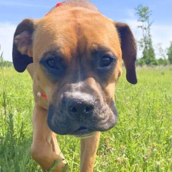 Boxer Dogs Available for Adoption in Chatham, New Jersey - Max | PetCurious