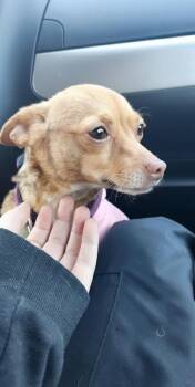 Chihuahua Dogs Available for Adoption - Sage | PetCurious