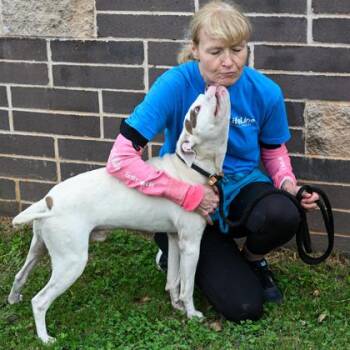 Nugget -  Mixed Breed Dog for Adoption in Chamblee, Georgia - Nugget | PetCurious