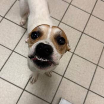 Peeparoni -  Mixed Breed Dog for Adoption in Charleston, West Virginia - Peeparoni | PetCurious