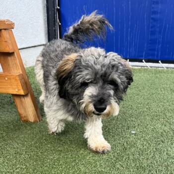 Stevie -  Poodle and Terrier Dog for Adoption in Hawthorne, California - Stevie | PetCurious