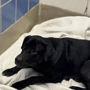 Beacon -  Labrador Retriever Dog for Adoption in Austin, Texas - Beacon | PetCurious