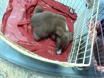 Labrador Retriever and Mixed Breed Dogs Available for Adoption in Tulsa, Oklahoma - A182497 | PetCurious