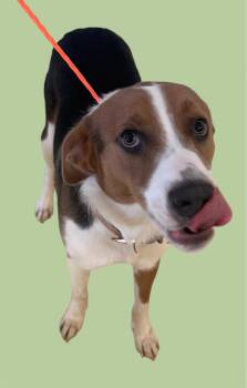 Rescue Beagle and Labrador Retriever Dogs for Adoption in New Castle, Indiana - Cash | PetCurious