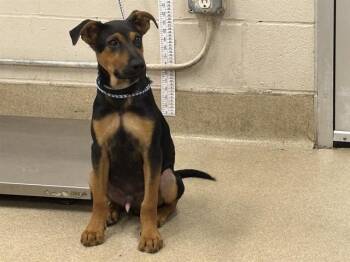 SILVESTER -  Black And Tan Coonhound and Mixed Breed Dog for Adoption in Grand Prairie, Texas - SILVESTER | PetCurious
