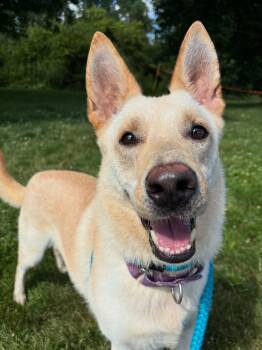 Sally -  Shepherd Dog for Adoption in Youngstown, Ohio - Sally | PetCurious