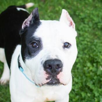 Zeus -  Pit Bull Terrier and Mixed Breed Dog for Adoption in Middletown, Rhode Island - Zeus | PetCurious