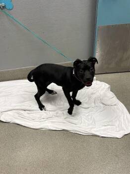 MAGGIE LEE -  Pit Bull Terrier and Mixed Breed Dog for Adoption in Las Vegas, Nevada - MAGGIE LEE | PetCurious