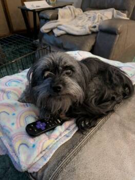 Brimley -  Mixed Breed Dog for Adoption in Grand Forks, North Dakota - Brimley | PetCurious