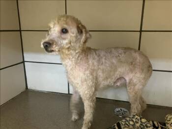 PELOCHE -  Poodle Dog for Adoption in Fort Wayne, Indiana - PELOCHE | PetCurious