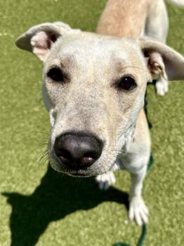 Hermione Granger -  Mixed Breed Dog for Adoption in Wichita, Kansas - Hermione Granger | PetCurious