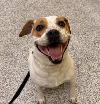 Ruby -  American Staffordshire Terrier and Australian Cattle Dog Blue Heeler Dog for Adoption in Golden, Colorado - Ruby | PetCurious