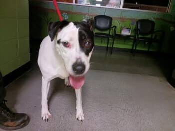 Hound Dogs Available for Adoption in Lawrenceville, Georgia - Pen 113 | PetCurious