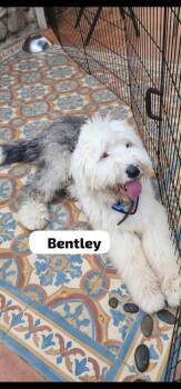 Bentley -  Old English Sheepdog Dog for Adoption in Ventura, California - Bentley | PetCurious