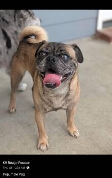 Pop -  Pug Dog for Adoption in Baton Rouge, Louisiana - Pop | PetCurious