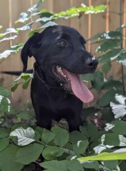 Dorie -  Labrador Retriever and Mixed Breed Dog for Adoption in Burlington, Wisconsin - Dorie | PetCurious