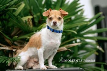 Paloma -  Chihuahua Dog for Adoption - Paloma | PetCurious