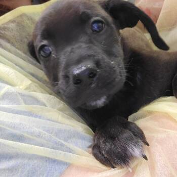 Rescue Mixed Breed Dogs for Adoption in Charleston, West Virginia - Mr. Kaplan | PetCurious