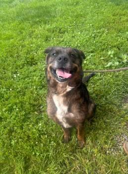Kiaraa -  Cattle Dog and Labrador Retriever Dog for Adoption in New Cumberland, West Virginia - Kiaraa | PetCurious