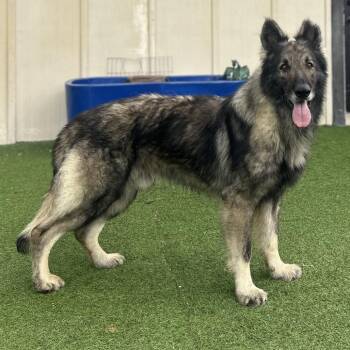 German Shepherd Dog Dogs Available for Adoption - Big John  6735 | PetCurious