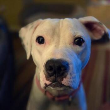 Bambi -  Terrier Dog for Adoption in Dallas, Texas - Bambi | PetCurious