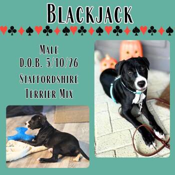 Blackjack -  American Staffordshire Terrier Dog for Adoption in Caldwell, Texas - Blackjack | PetCurious