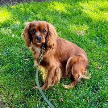 Karri -  Cavalier King Charles Spaniel Dog for Adoption in Malvern, Pennsylvania - Karri | PetCurious