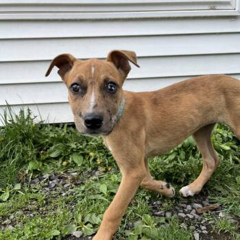 Elsi -  Mountain Cur and Shepherd Dog for Adoption in Saugerties, New York - Elsi | PetCurious