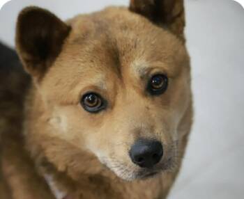 Corgi and Jindo Dogs Available for Adoption - Sabi | PetCurious