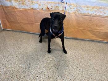 SASHA -  Labrador Retriever and Mixed Breed Dog for Adoption in Doral, Florida - SASHA | PetCurious