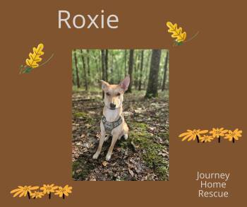 Roxie -  Carolina Dog Dog for Adoption in East Wenatchee, Washington - Roxie | PetCurious
