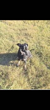 Doberman Pinscher Dogs Available for Adoption - Athena | PetCurious