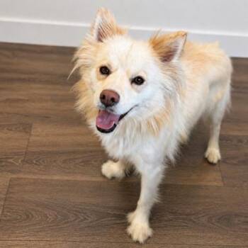 American Eskimo Dog and Mixed Breed Dogs Available for Adoption in Gwinn, Michigan - Yeti Girl | PetCurious