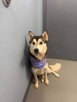 Trixie -  Husky Dog for Adoption in Zanesville, Ohio - Trixie | PetCurious