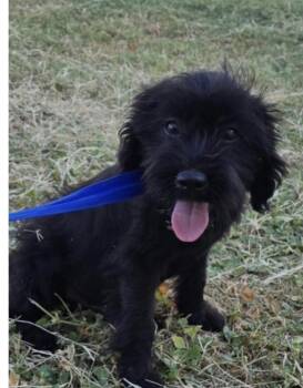 Ren -  Poodle and Schnauzer Dog for Adoption in Copiague, New York - Ren | PetCurious