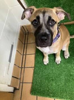 Dalia -  Mastiff and Mixed Breed Dog for Adoption in Gainesville, Florida - Dalia | PetCurious