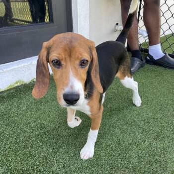 BKE6 8283 aka Prince -  Beagle Dog for Adoption in Loxahatchee Groves, Florida - BKE6 8283 Aka Prince | PetCurious