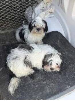 EMMIT -  Shih Tzu Dog for Adoption in Holbrook, New York - EMMIT | PetCurious