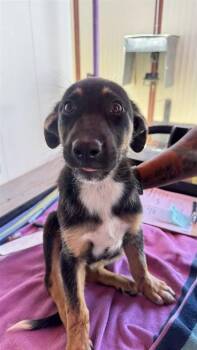 61149570 -  German Shepherd Dog and Mixed Breed Dog for Adoption in El Paso, Texas - 61149570 | PetCurious